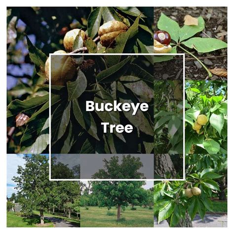 Buckeye Tree Container Growing Tips